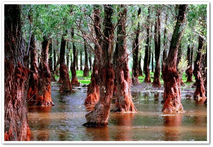 Delta Dunarii - delta-dunarii-2.jpg